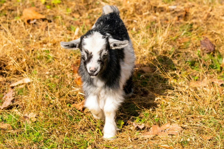 a goat that is walking through a grass field