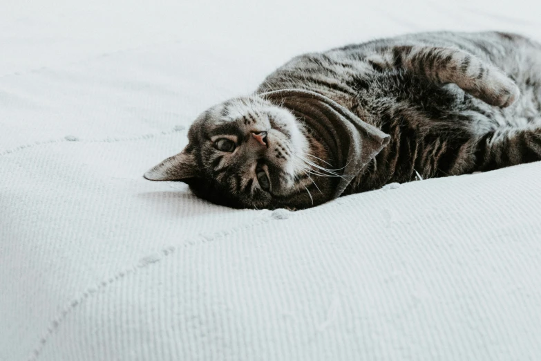 a cat laying on its side on top of a bed