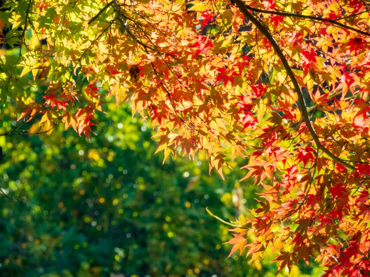 a tree has leaves with yellow and red colors