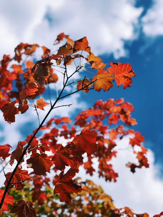 a tree with many leaves in the wind