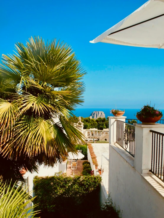 a patio that has a palm tree near it