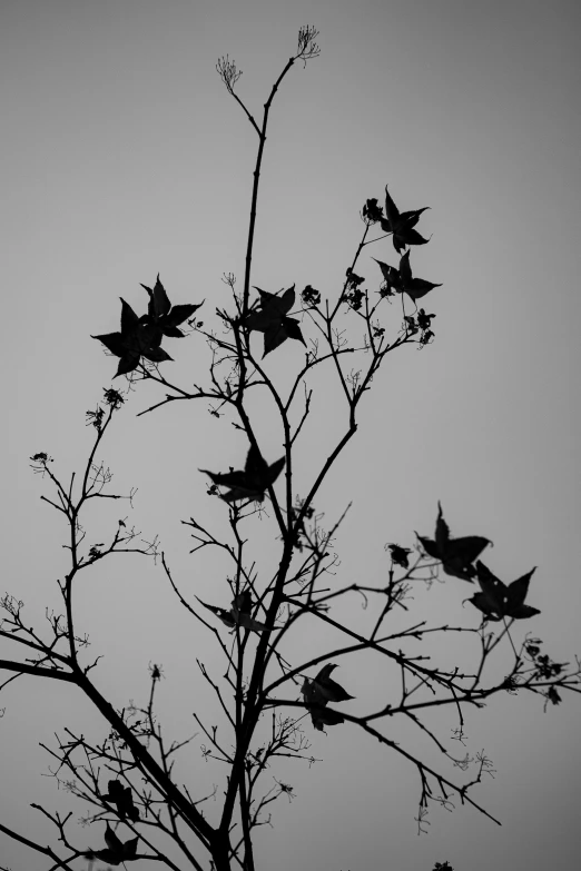 black and white pograph of birds perched on tree nches