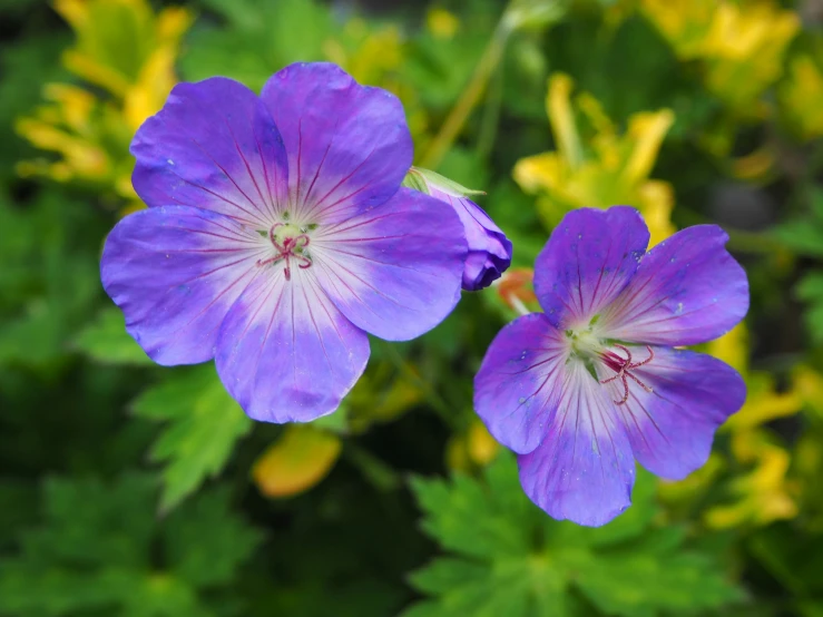 two flowers that are purple in color, next to each other