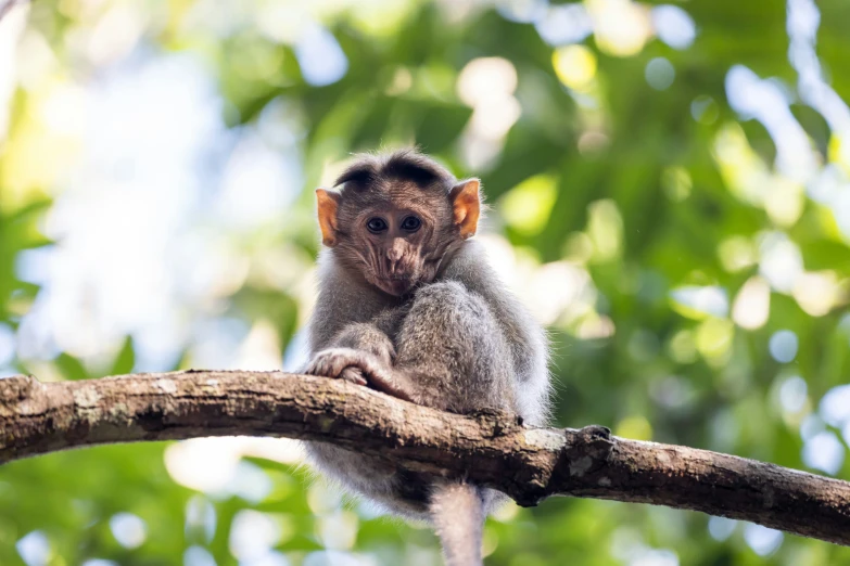 a tiny monkey is sitting on a nch in the forest