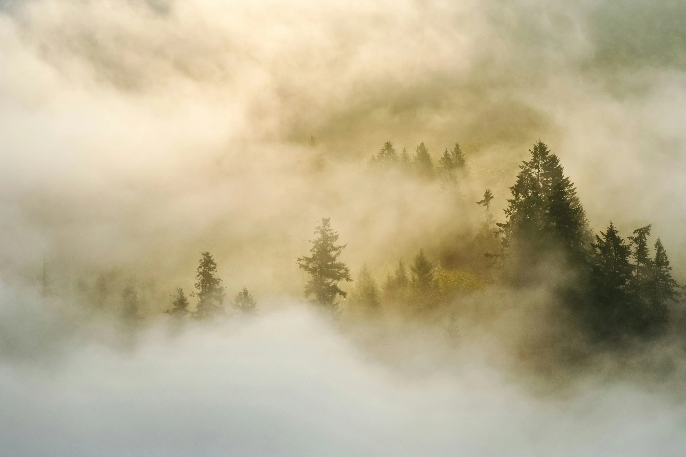 fog is covering the woods and trees with trees in the foreground