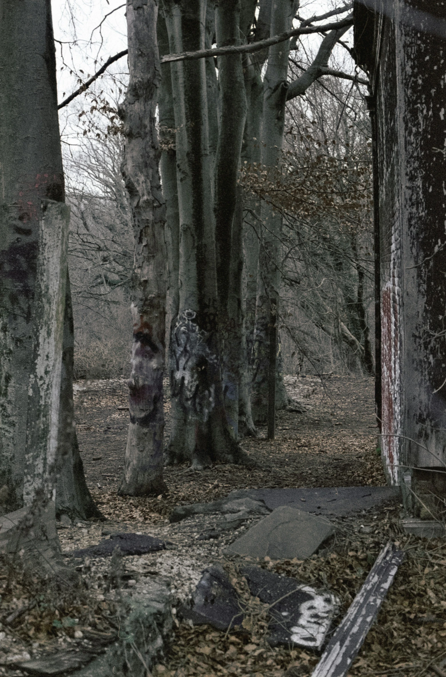 the pathway is empty and leafy beside a group of trees