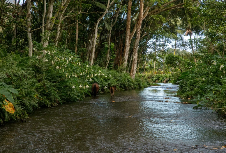 there are trees that are growing along this stream