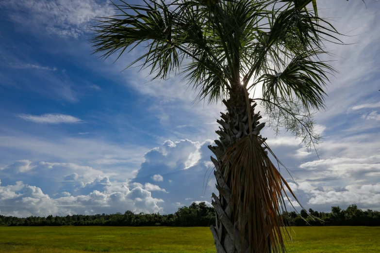 a tall tree with lots of nches under it