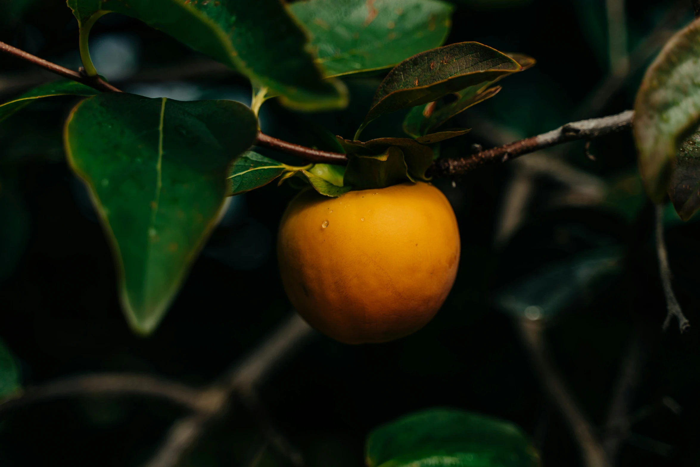 a yellow fruit that is on the nch