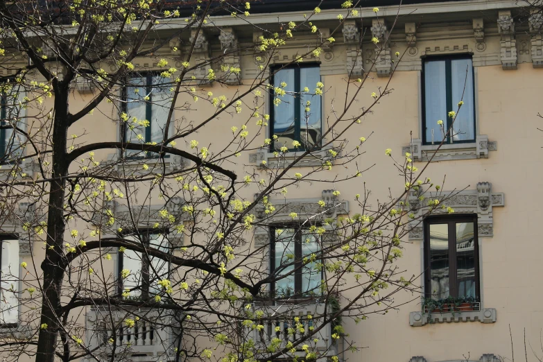 a tree outside the window of an apartment building