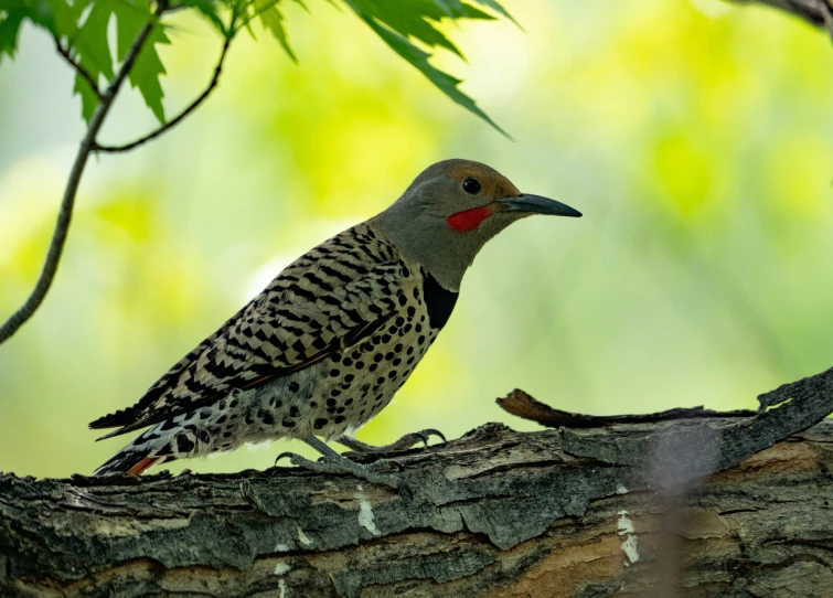 bird perched on the side of a tree nch