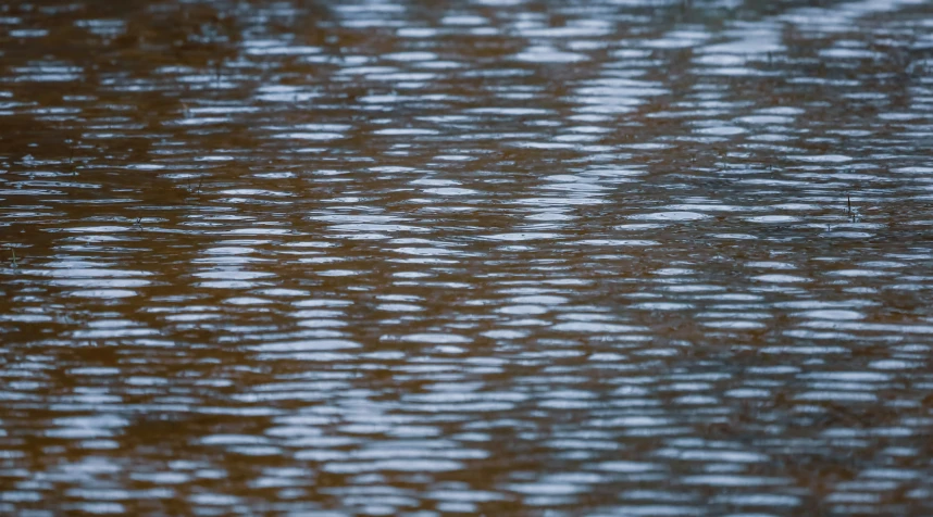 a small group of birds floating across water