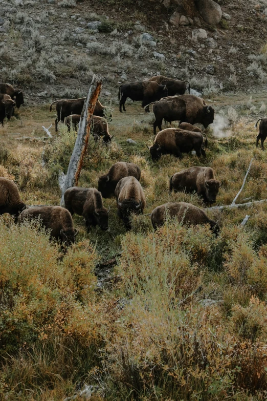 the bears are moving through the brush together