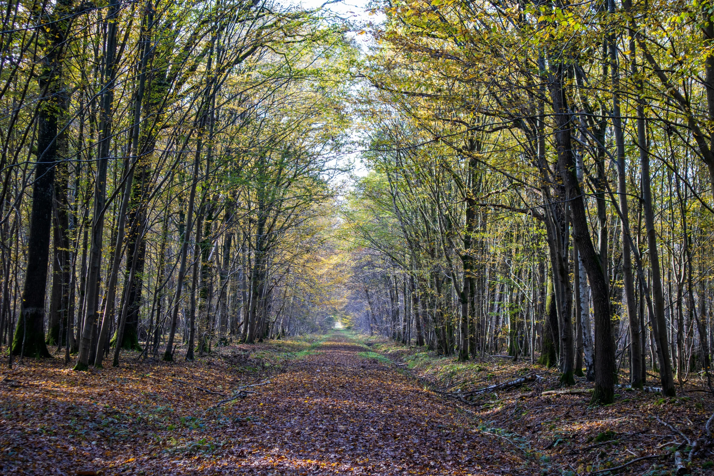 a large forest lined with trees and leaves