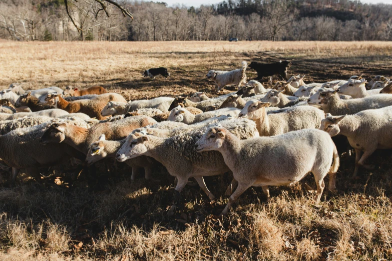 many white and gray sheep are being herded by a man in a yellow shirt