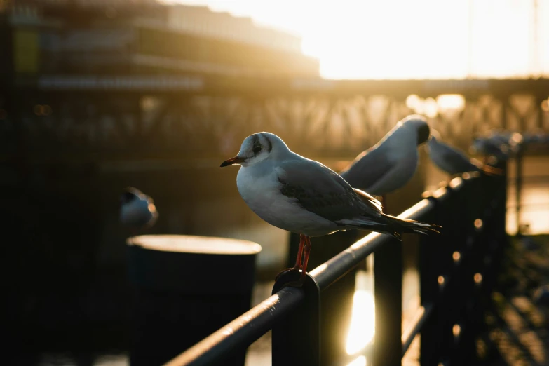 birds sit on railing railing in setting sun