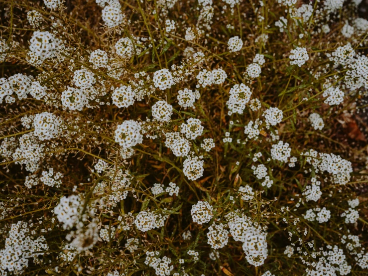 a plant with very little white flowers growing out of it