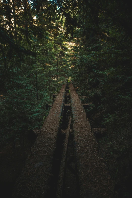 railroad tracks running through the woods in the day