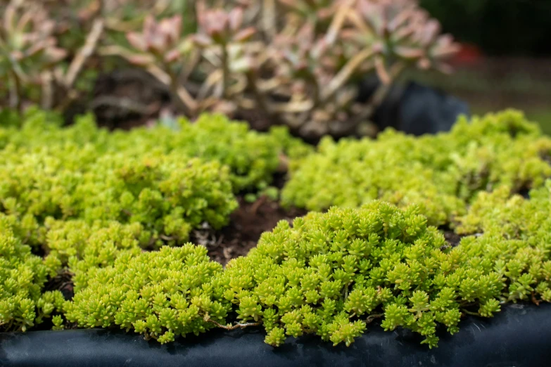 moss growing in the soil outside on a sunny day