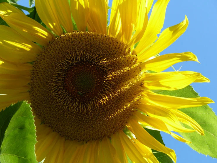 the sunflower is blooming nicely in the blue sky