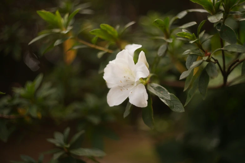 a white flower sitting on top of green leaves