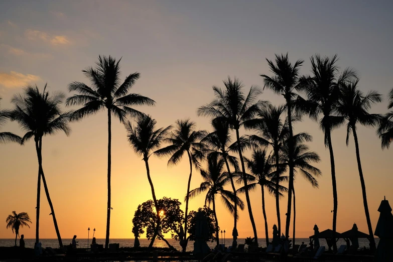 silhouettes of palm trees and buildings on a beach