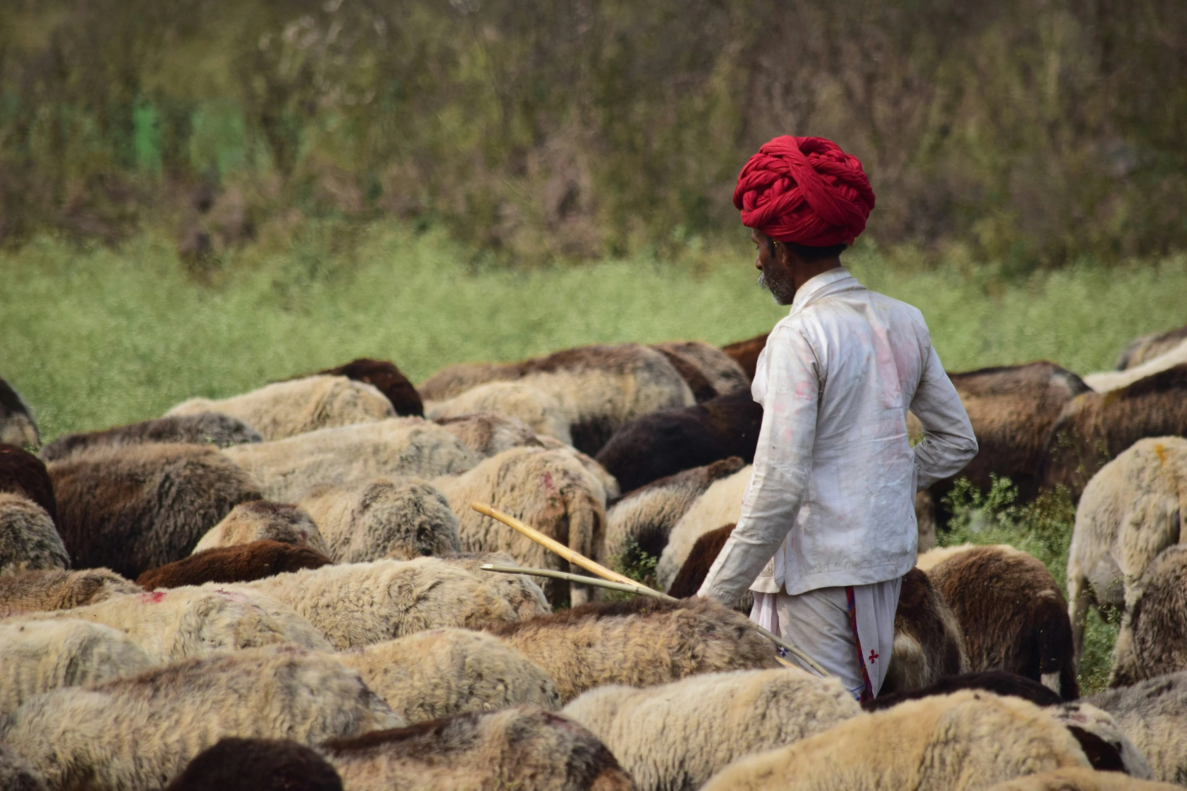 the herder is walking behind a heard of sheep