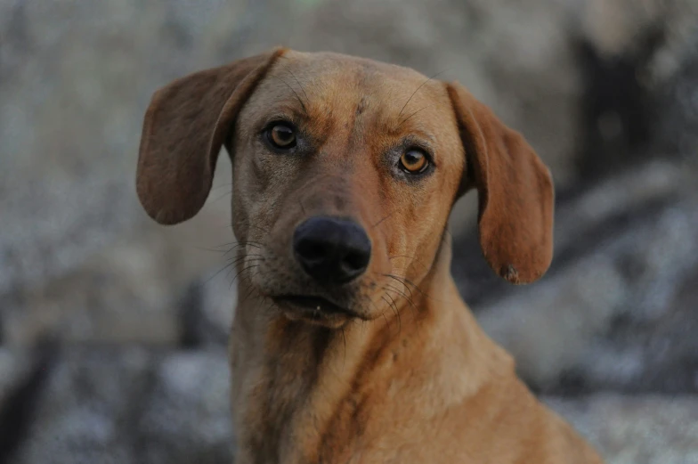 a brown dog standing on top of a rock covered ground