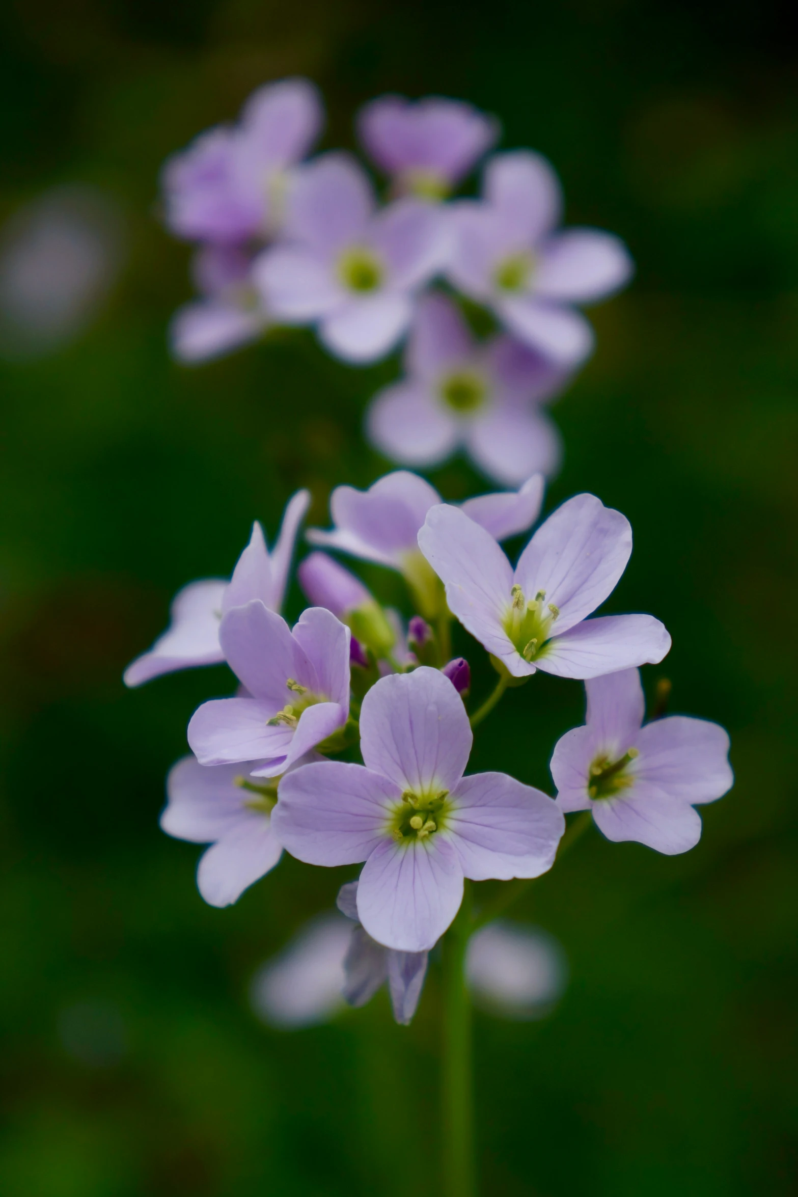 some pretty purple flowers sitting in the grass