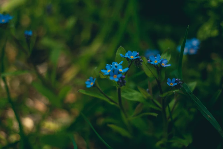 some blue flowers are growing out of the ground