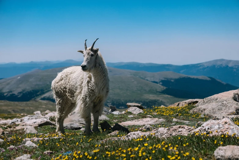 an animal that is standing in the grass