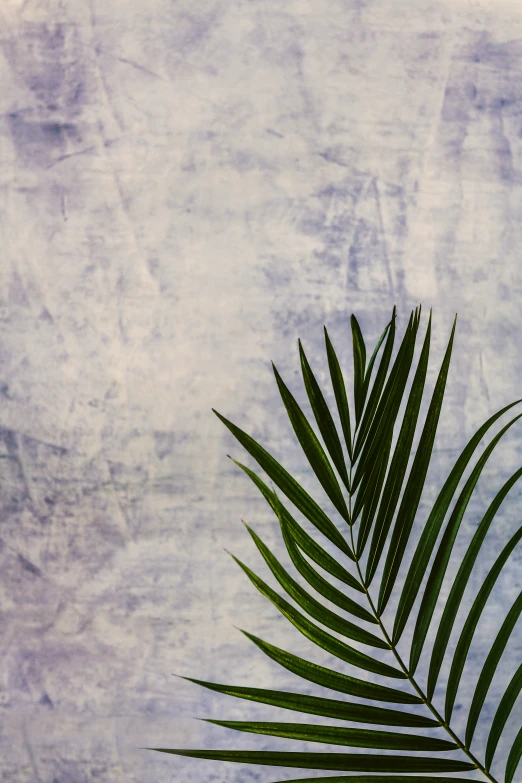 an artistic image of leaves against a blue - green background