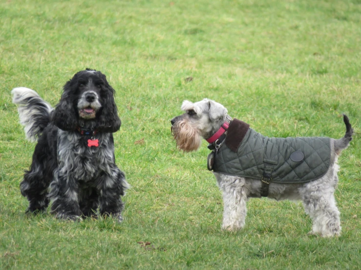 two dogs wearing coats and vests are standing in the grass