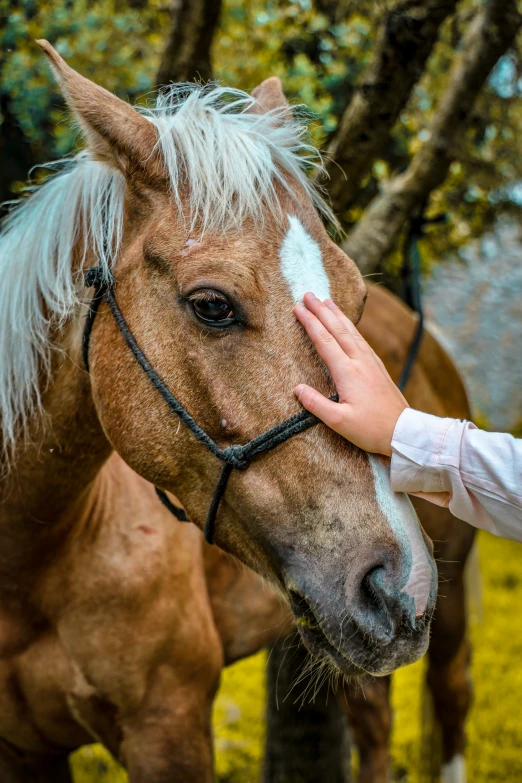 a woman puts her hand on a horse