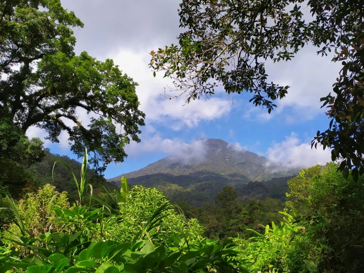 some green bushes and trees with a mountain in the background