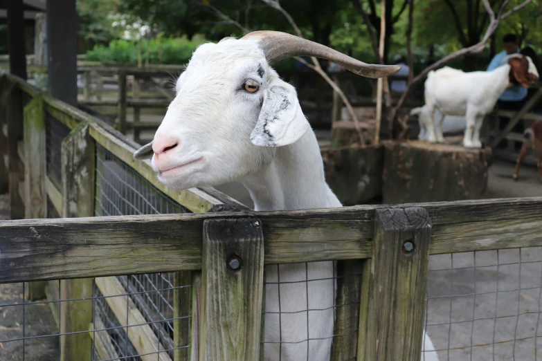 white sheep standing inside of a wooden fence