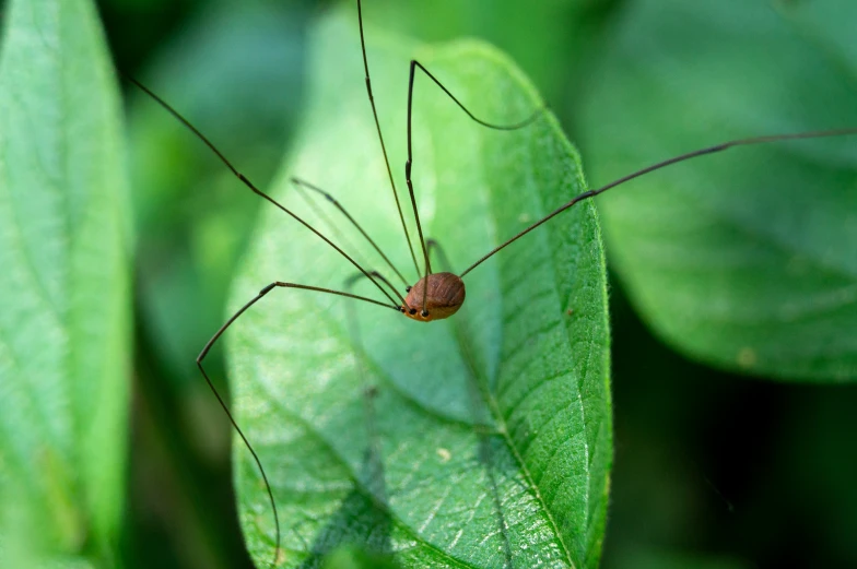 a bug on a leaf with some green leafs behind it