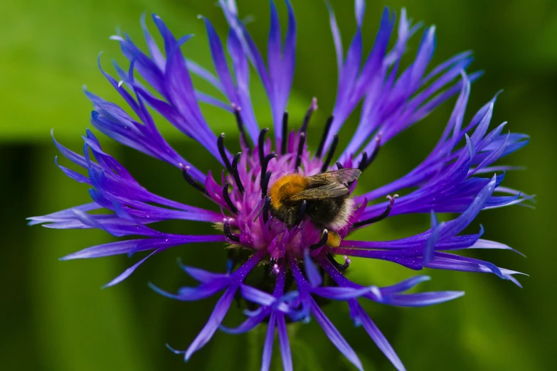 the flower is purple with yellow and blue tips