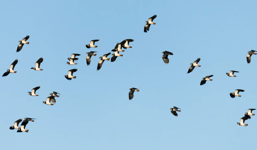 several black and white birds flying through the air