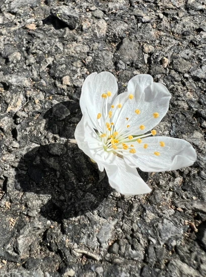 a flower that is in the middle of a stone