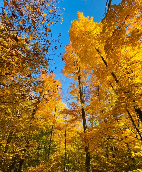 the trees are turning yellow and orange in the fall