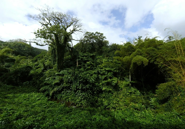 a field with many trees and bushes on it