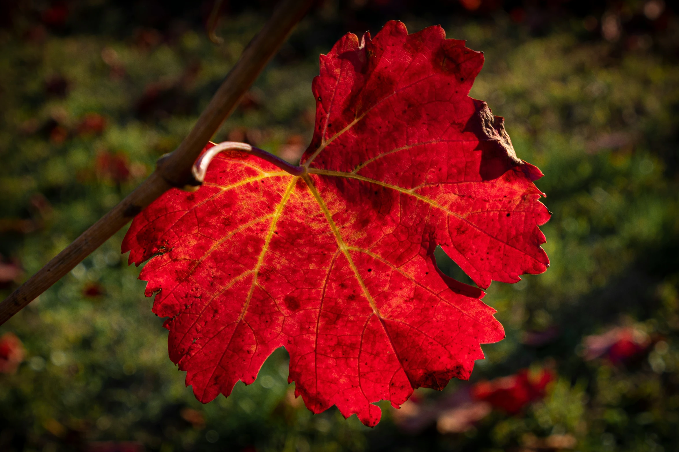 an open leaf showing reddish colors on it