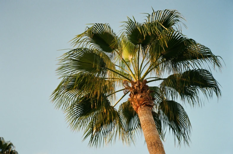 this is the top of a tree that is palm trees