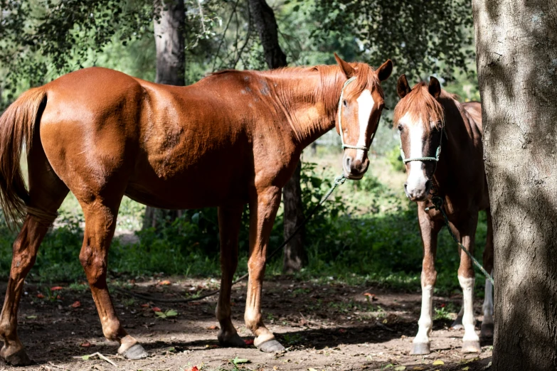 two brown horses standing in a field next to a tree