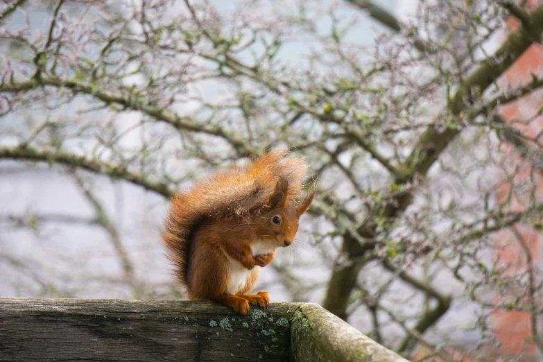 a brown squirrel on top of a wooden fence