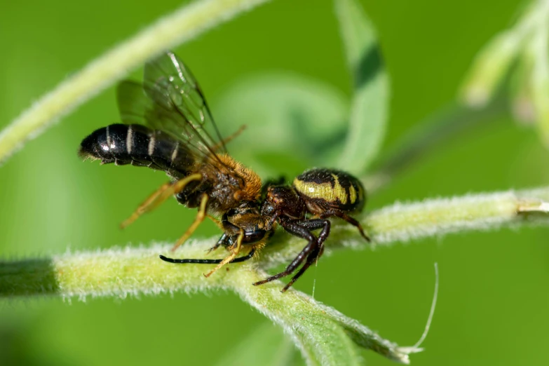 two bees are sitting on the same plant stem