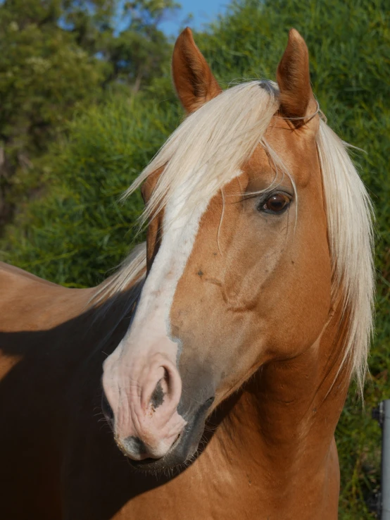 a horse standing in a pasture near some brush