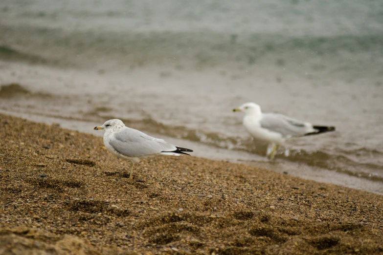 two birds are standing on the beach with water behind them