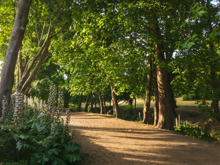a pathway with trees and greenery and a fence around it